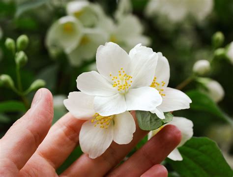 7 Tips for Caring for Your Jasmine Plants