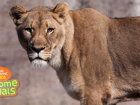 National Geographic Animals Video