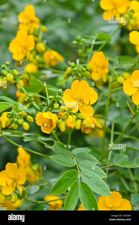 senna senna spectabilis syn cassia spectabilis stock photo