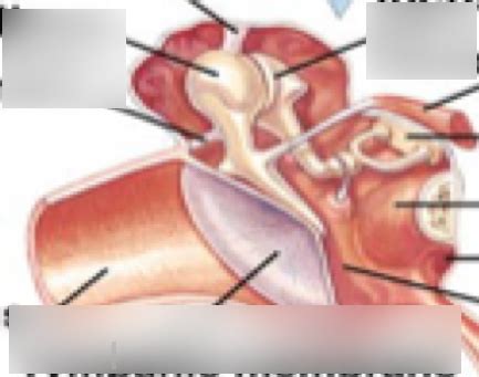 auditory ossicles Diagram | Quizlet