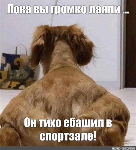 Мем: "Пока вы громко лаяли ... Он тихо ебашил в спортзале!" - Все ...