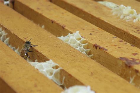 killer bees honey officially launches killer bees honey