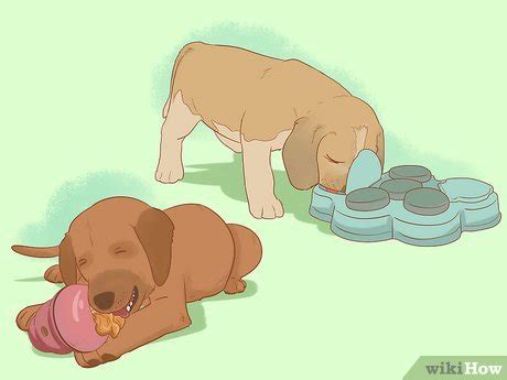 how to build my dog's confidence