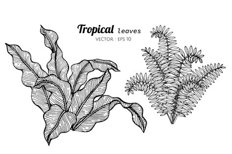 Collection set of Tropical leaves drawing illustration. 416804 Vector ...