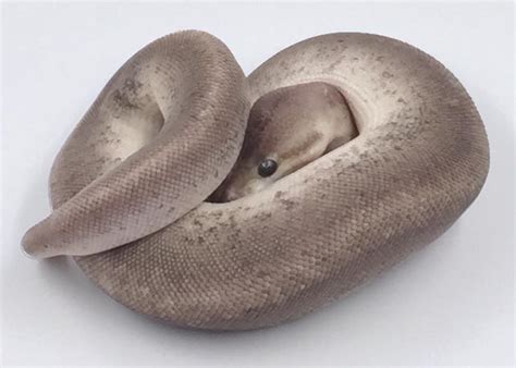 super cinnamon ball python