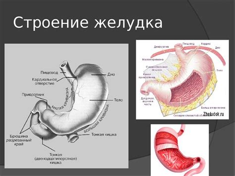 Рак желудка - презентация онлайн