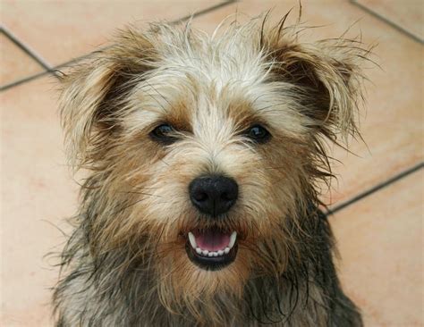 The Norfolk Terrier: A Guide for Owners - PetHelpful