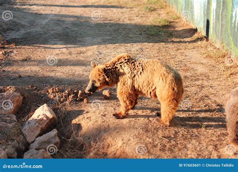 brown bear   mud stock image image  outdoor danger
