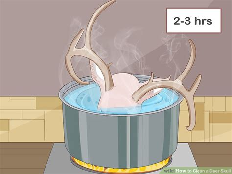 how to clean a deer skull
