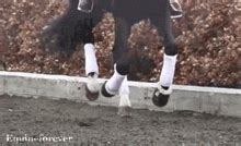 Galloping Slow Motion GIF - Find & Share on GIPHY