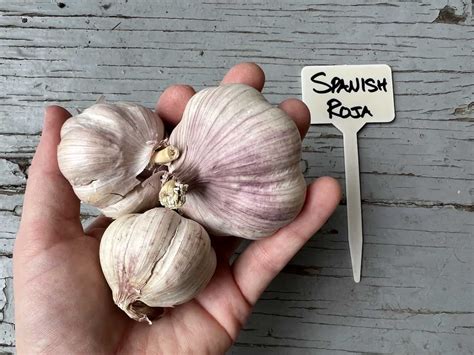 Spanish Roja garlic