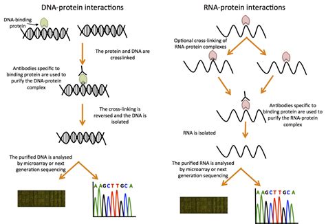 DNA/RNA-protein interactions | Functional genomics II