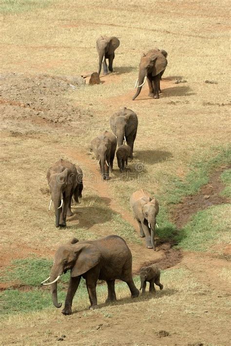 Elephant family. Aerial view of african elephant family , #Affiliate, # ...