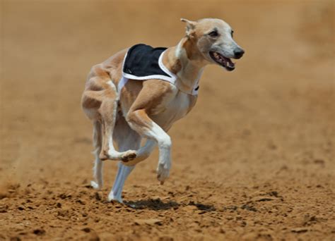 Top 10 Racing Dog Breeds