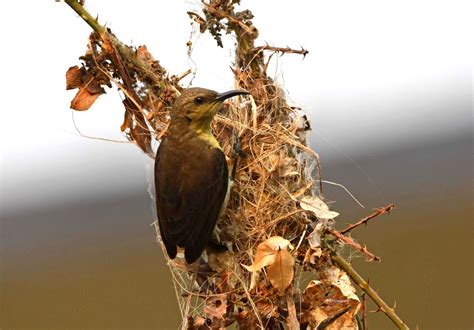 olive  black colour sunbird builds  nest