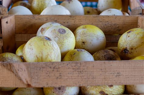 fresh sprite melons stock photo  image  agriculture