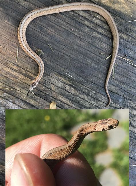 Brown baby snake with spots and vertical lighter top stripe? NW Vermont