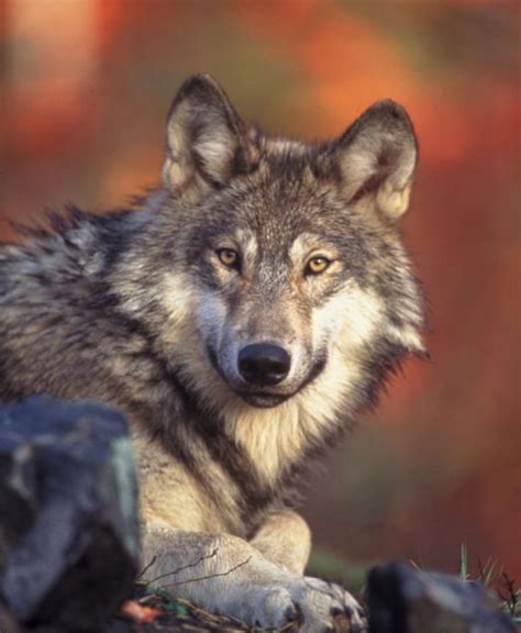 reasons   wolves protect  wolves