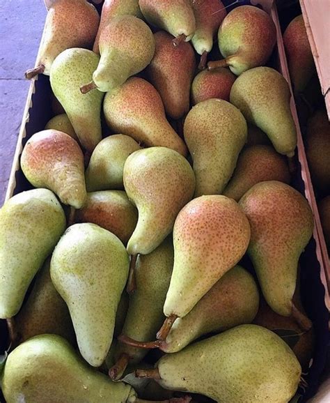 Груша сорта Carmen | Delicious fruit, Fruit, Berries