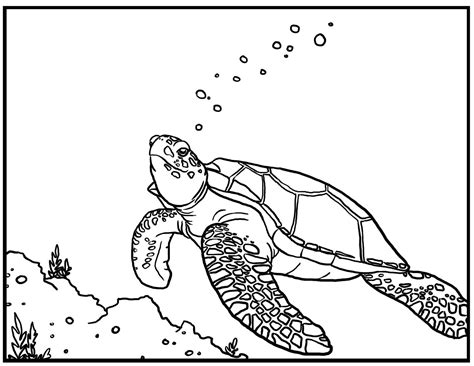 Baby Sea Turtle Coloring Pages at GetColorings.com | Free printable ...