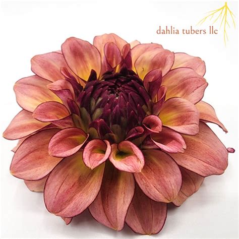 kas mocha katie dahlia tubers llc
