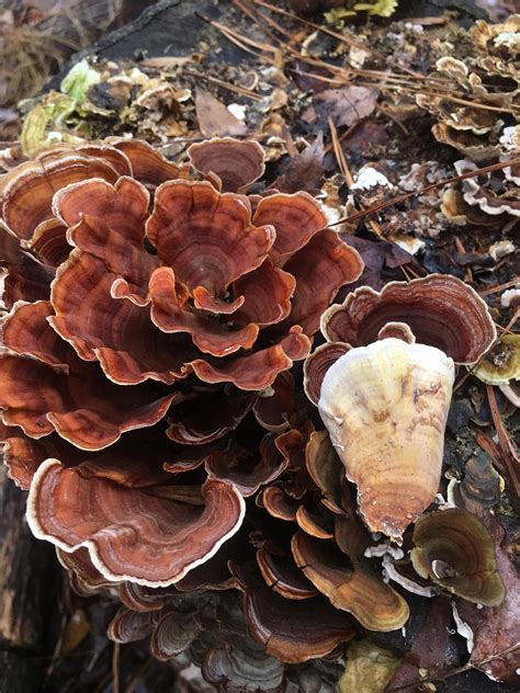 Can anyone confirm this? Apex, North Carolina : r/mycology