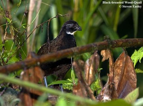 Black breasted wood quail - Alchetron, the free social encyclopedia