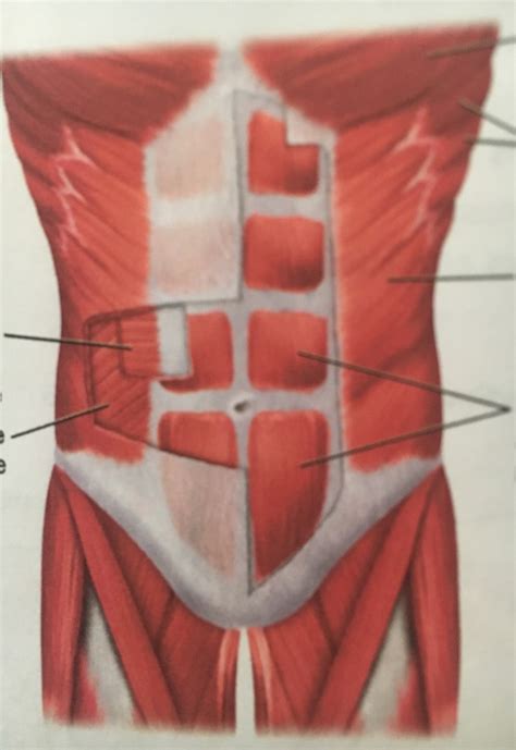 abdominal muscle Diagram | Quizlet