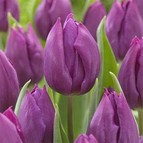 purple tulip flower