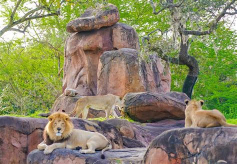 The Must Do Guide to the Disney Animal Kingdom Resort and Theme Park