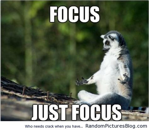 Quotes about Lemur (9 quotes)