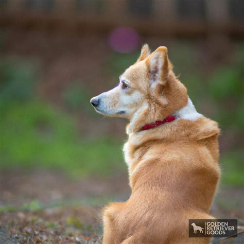 Golden Retriever Corgi Mix - Golden Retriever Goods