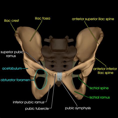 pelvic bones anatomyzone