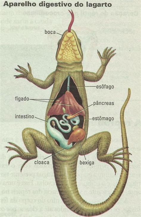 Sistema Digestivo Repteis - Segundo Ano Biologia: Répteis