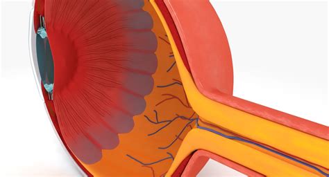 3d eye anatomy model