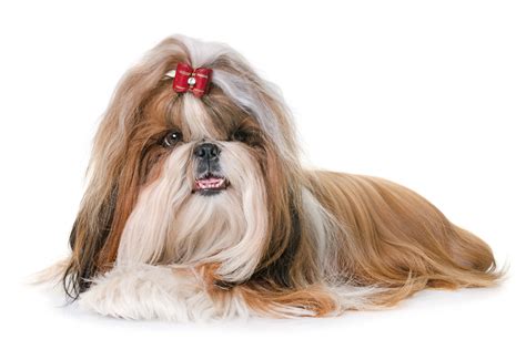 Dogs With An Underbite | The Smart Dog Guide