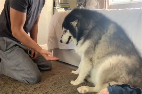 cane vuole le coccole del suo padrone  insieme  rilassano video
