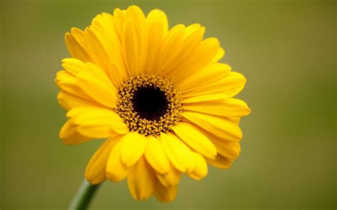 Gerbera Yellow Flower #6941979