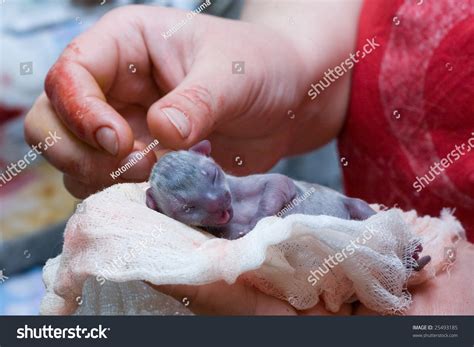 Newborn Kittens Breed Russian Blue Five Stock Photo 25493185 | Shutterstock