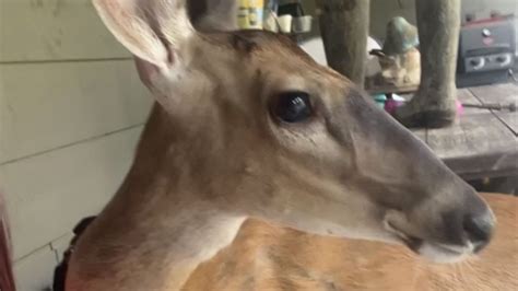 Did the Bambi Doe Leaks Really Change Everything? The Answer May Surprise You - y03hbjc