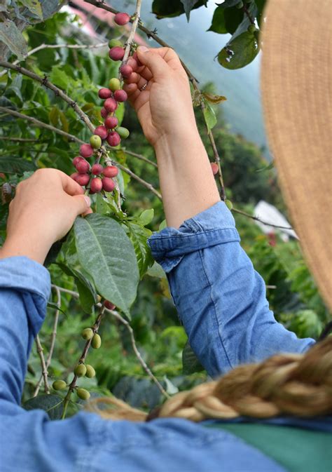 Kona Coffee Farm Tours - Hala Tree Coffee