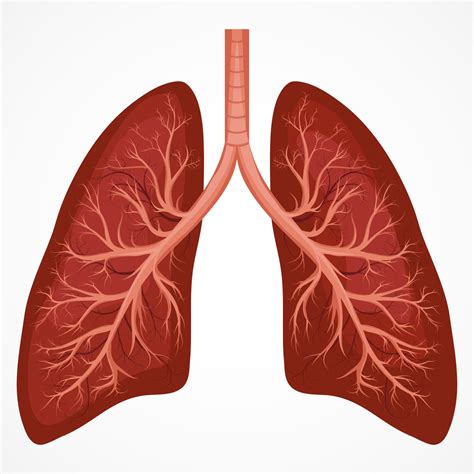 anatomy  physiology  lungs diagram quizlet