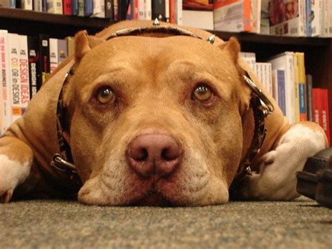 The Mysterious Case Of Dog Daddy's Fortune: 6 Figuring Out His Net Worth