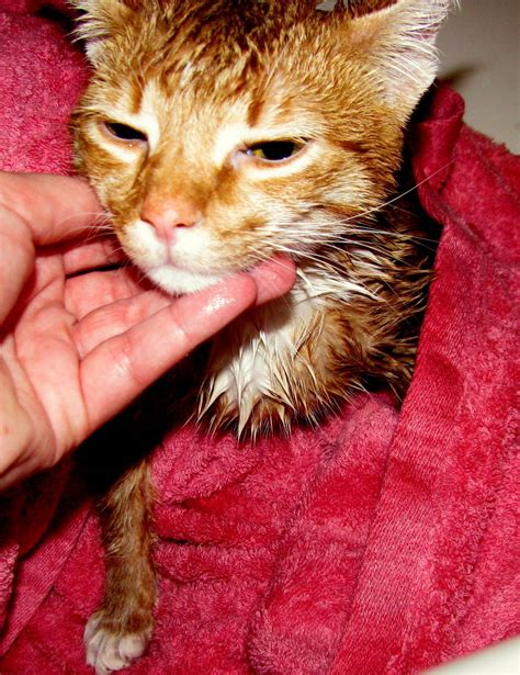 A Schott of Class: Picnic Day And A Wet Kitty