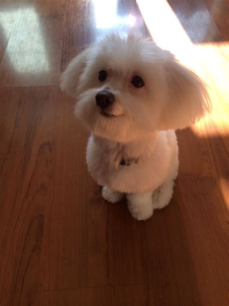 maltipoo haircut ideas 7