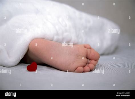 Anda Deitado E Dorme Em Pé - 7