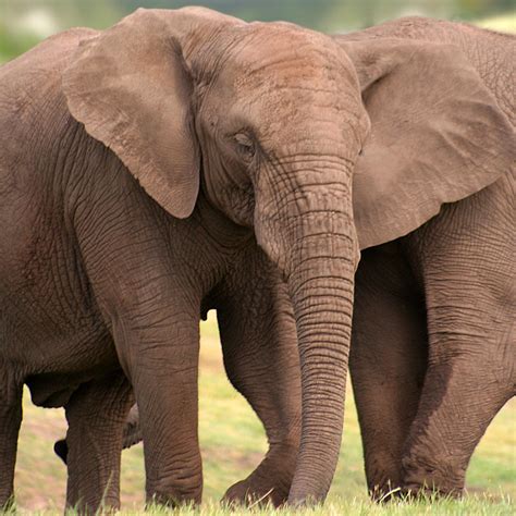 Ivory Poaching Leads to Rapid Evolution of Tuskless African Elephants ...