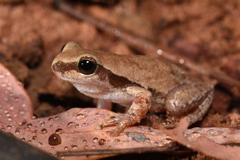 Australia's native frogs - The Australian Museum