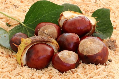 Free Images : prickly, fruit, food, produce, autumn, brown, nut, shell ...
