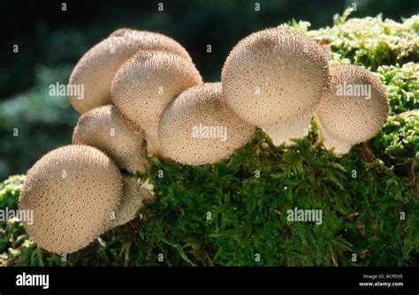 common puffball stock photo alamy